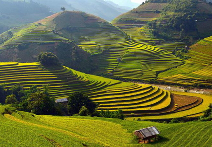 Sapa in Its Golden Season – When Vietnam’s Northwest Turns to Gold